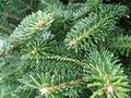 U-Cut Organic European Christmas Trees Pitt Meadows - CLOSED FOR THE 2015 SEASON image 3
