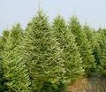 U-Cut Organic European Christmas Trees Pitt Meadows - CLOSED FOR THE 2015 SEASON image 4