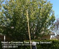 Dave Lund Tree Service and Forestry Co Ltd. image 3