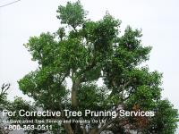 Dave Lund Tree Service and Forestry Co Ltd. image 2