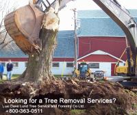 Dave Lund Tree Service and Forestry Co Ltd. image 7