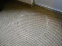 Carpet Cleaning Oakville image 12