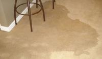 Carpet Cleaning Oakville image 19