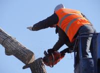 West Vancouver Tree Service Contracting image 3