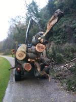 West Vancouver Tree Service Contracting image 1