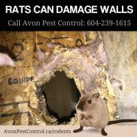 Avon Pest Control Surrey image 5