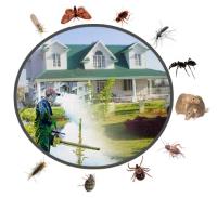 ASAP Pest Control image 3