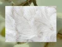 Cotton Source image 4