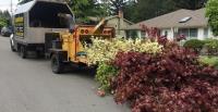 Clean Cuts Tree Service image 3