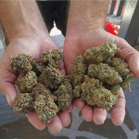 Buy Marijuana Online image 7