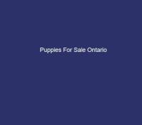 Puppies for sale ontario image 1