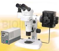 Microscope image 4