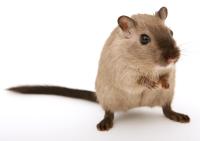 Only ~ $39 ~ Quality & Best Pest Control Winnipeg image 1