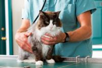 Chaton Santé Clinique Vétérinaire pour chats image 2