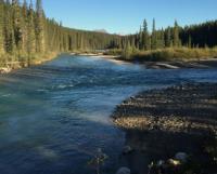 Bow River Fly Fishing image 4