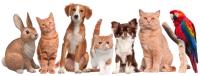 Pet Store Online Shop | Make A Smart Deal image 2