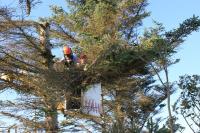 Only ~ $59 ~ Cheap Trees Removal Calgary Prices  image 1