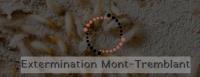 EXTERMINATION MONT-TREMBLANT image 4