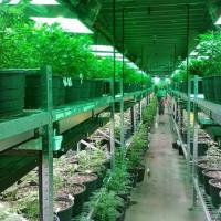 Grow Legally Marijuana Clinic and Consulting image 1