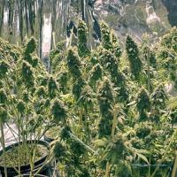 Grow Legally Marijuana Clinic and Consulting image 2