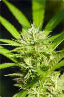Grow Legally Marijuana Clinic and Consulting image 4