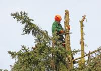 Abbotsford Tree Services image 4