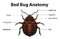 Bed Bug Exterminator Hamilton image 5