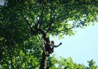 Okanagan Danger Tree Removal image 1