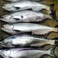 Salmon Fishing Charter image 4
