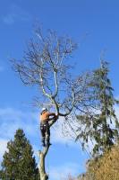 Tall Timber Tree Services North Delta image 3