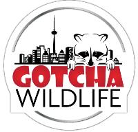 Gotcha Wildlife image 4