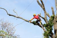 Timber Tree Services image 1