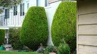 A-All Exterior Hedge & Tree Service image 1