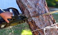 A & S Tree Solutions - Tree removal Kelowna image 2