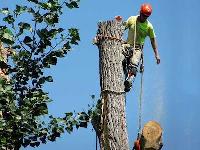 A & S Tree Solutions - Tree removal Kelowna image 3