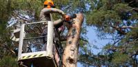Five Star Tree Services image 10