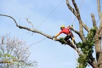 Five Star Tree Services image 16