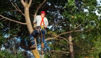 Five Star Tree Services image 17