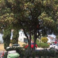 CA Tree Removal of Etobicoke image 3
