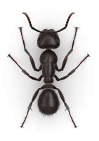 Ant Control image 4