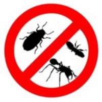 Cockroach Control image 1