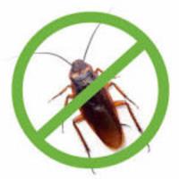 Cockroach Control image 2