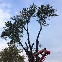 Tree Removal Barrie logo