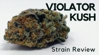 Violator Kush Weed Strain image 1