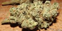 Violator Kush Weed Strain image 2