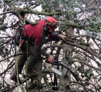 Scarborough Tree Service Pros image 7