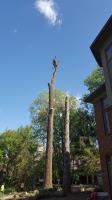 CA Tree Removal of Newmarket image 3