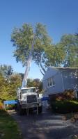 CA Tree Removal of Newmarket image 5
