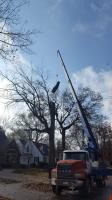 CA Tree Removal of Newmarket image 4