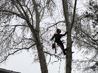  Tree Removal in Looma image 1